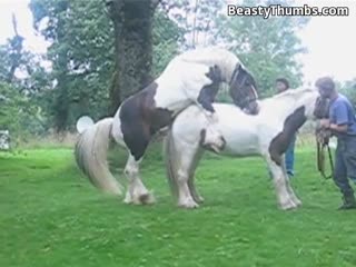 人类和动物-Horse资源多多,等着你欣赏